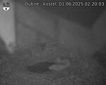 Capi_Dubne_20250601_022003.jpg