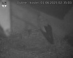 Capi_Dubne_20250601_023503.jpg