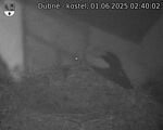 Capi_Dubne_20250601_024002.jpg