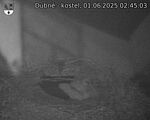 Capi_Dubne_20250601_024503.jpg