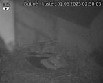 Capi_Dubne_20250601_025003.jpg