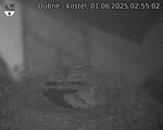 Capi_Dubne_20250601_025502.jpg