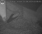 Capi_Dubne_20250601_030003.jpg