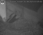 Capi_Dubne_20250601_030502.jpg