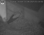 Capi_Dubne_20250601_031003.jpg