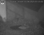 Capi_Dubne_20250601_031502.jpg