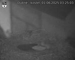 Capi_Dubne_20250601_032503.jpg