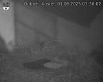 Capi_Dubne_20250601_033002.jpg