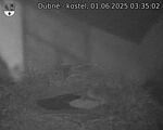 Capi_Dubne_20250601_033502.jpg