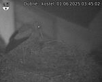 Capi_Dubne_20250601_034502.jpg