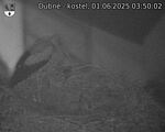 Capi_Dubne_20250601_035002.jpg