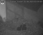 Capi_Dubne_20250601_035503.jpg