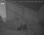 Capi_Dubne_20250601_040502.jpg