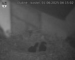 Capi_Dubne_20250601_041502.jpg