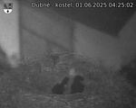 Capi_Dubne_20250601_042502.jpg