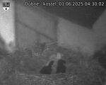 Capi_Dubne_20250601_043002.jpg