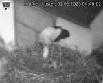 Capi_Dubne_20250601_044002.jpg