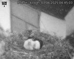 Capi_Dubne_20250601_044503.jpg