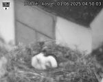Capi_Dubne_20250601_045003.jpg