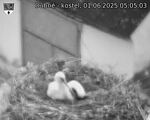 Capi_Dubne_20250601_050503.jpg