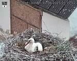 Capi_Dubne_20250601_051002.jpg