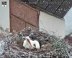 Capi_Dubne_20250601_051504.jpg