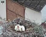 Capi_Dubne_20250601_052003.jpg