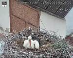 Capi_Dubne_20250601_052502.jpg