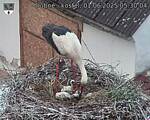 Capi_Dubne_20250601_053004.jpg