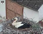 Capi_Dubne_20250601_054002.jpg