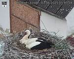 Capi_Dubne_20250601_054504.jpg
