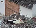 Capi_Dubne_20250601_060004.jpg