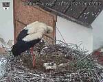 Capi_Dubne_20250601_060502.jpg