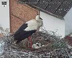 Capi_Dubne_20250601_061002.jpg