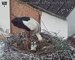 Capi_Dubne_20250601_061503.jpg