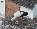 Capi_Dubne_20250601_062503.jpg