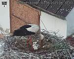 Capi_Dubne_20250601_063003.jpg