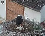 Capi_Dubne_20250601_063503.jpg