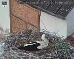 Capi_Dubne_20250601_064003.jpg