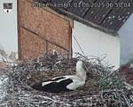 Capi_Dubne_20250601_065004.jpg