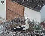 Capi_Dubne_20250601_070003.jpg