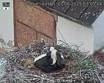 Capi_Dubne_20250601_070504.jpg
