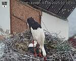 Capi_Dubne_20250601_071003.jpg