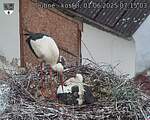 Capi_Dubne_20250601_071503.jpg