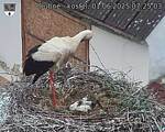 Capi_Dubne_20250601_072503.jpg