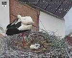 Capi_Dubne_20250601_073003.jpg
