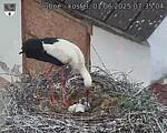 Capi_Dubne_20250601_073504.jpg