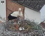 Capi_Dubne_20250601_074003.jpg