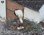 Capi_Dubne_20250601_074503.jpg