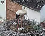Capi_Dubne_20250601_075004.jpg